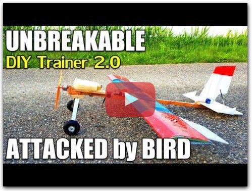 TRAINER 2.0 ATTACKED By BIRD