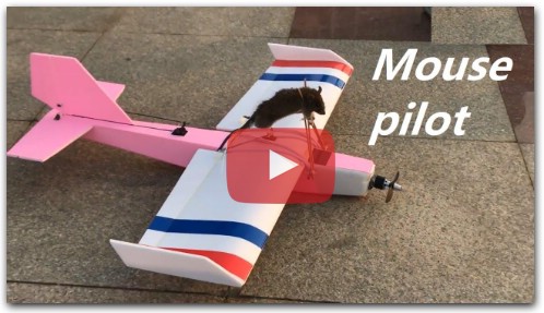 RC Airplane F-14 With Mouse Pilot